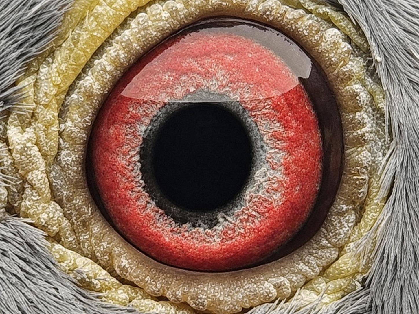 Pigeon eye
